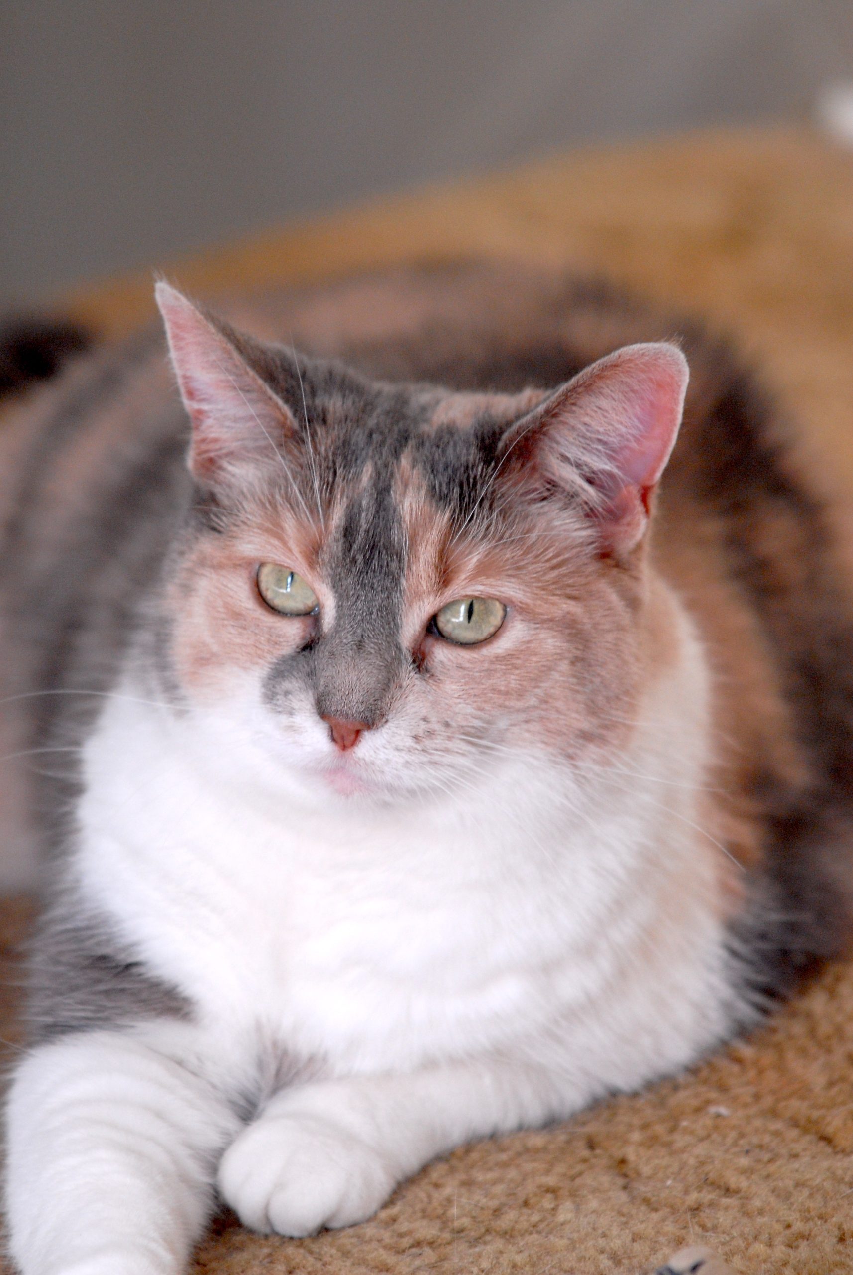 Angel in our rented house in Wheeling, WV in 2007.