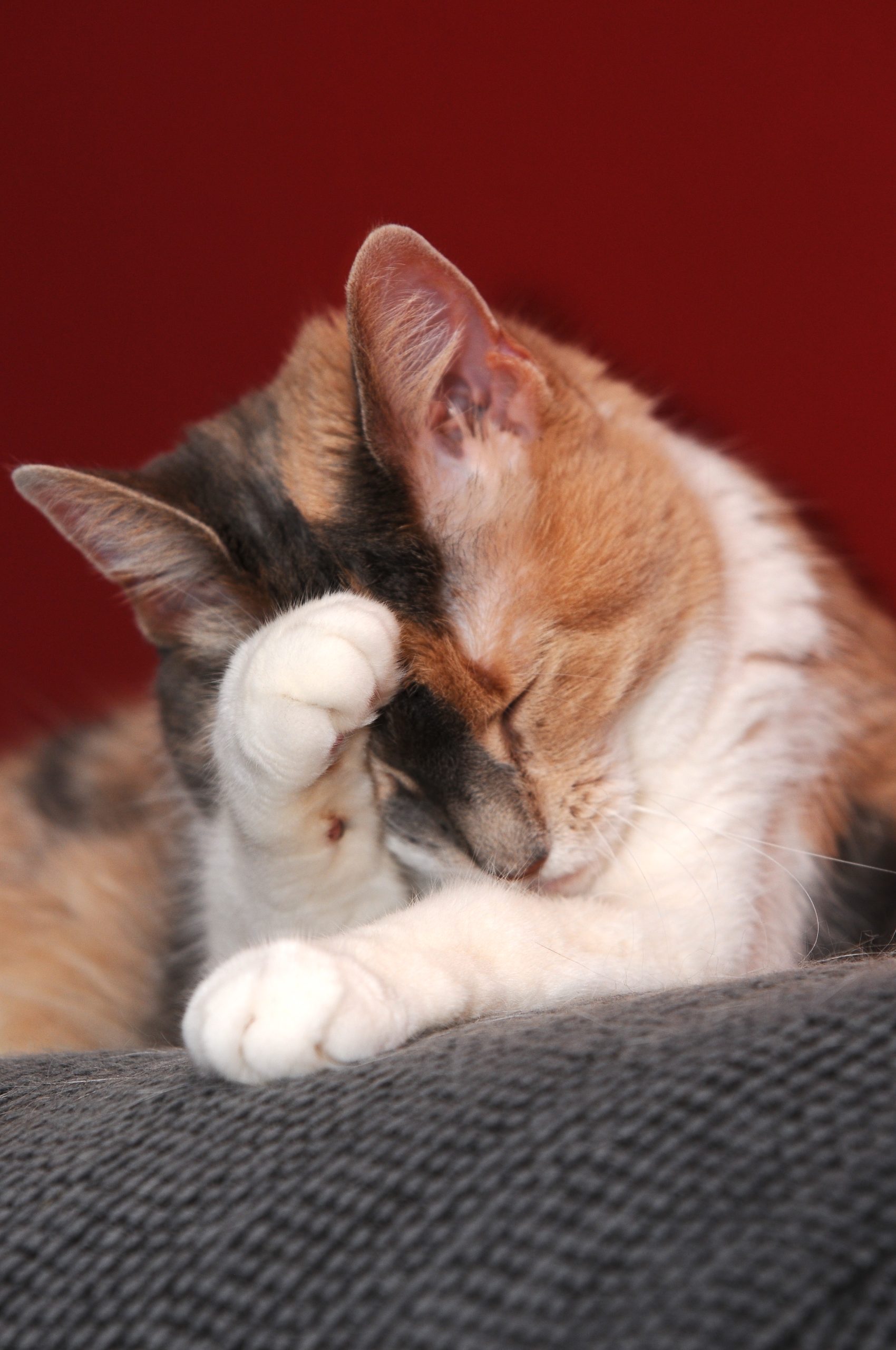 Angel in our Dormont apartment, 2010-11.