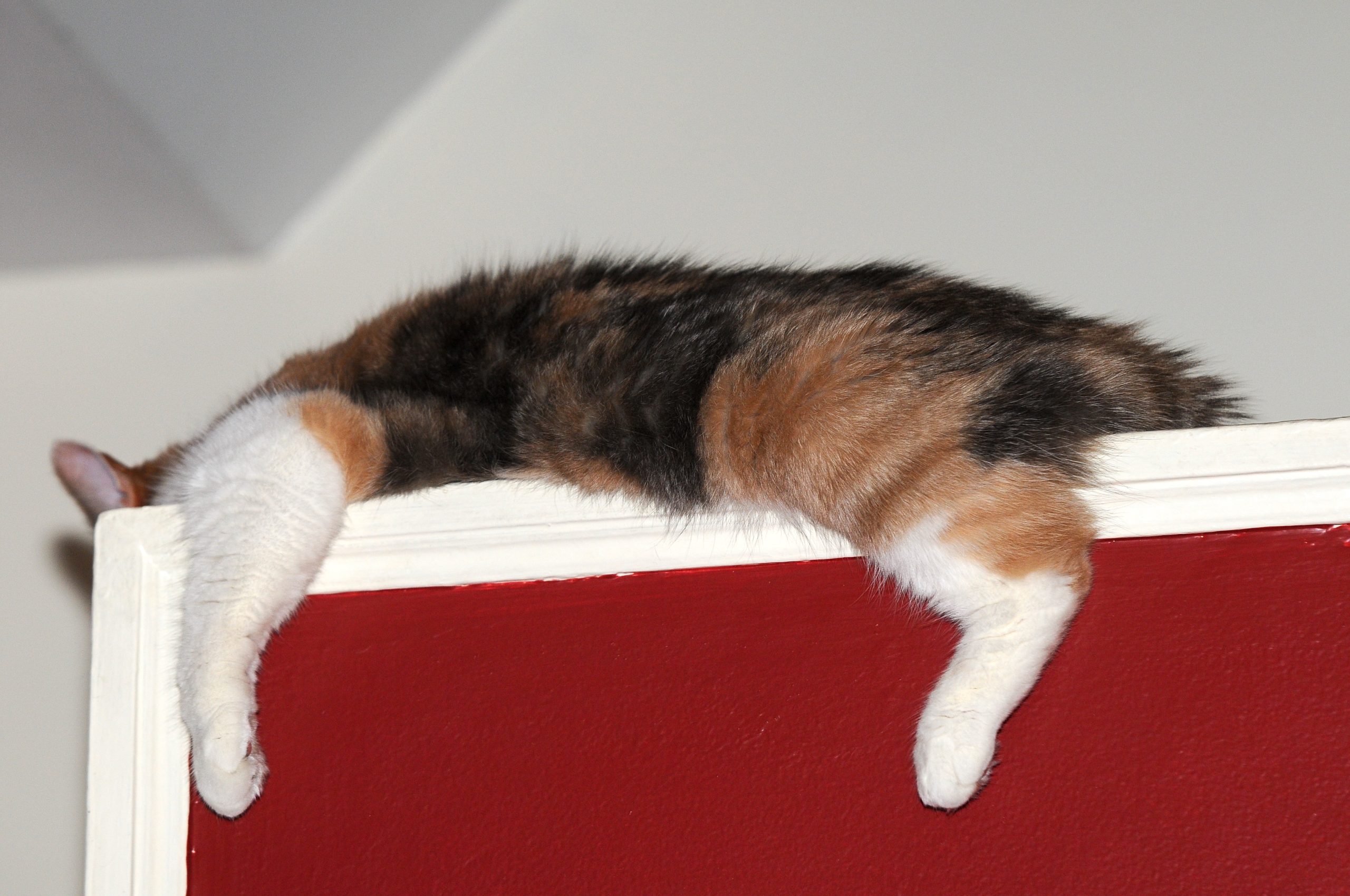 Angel loved to drape on this ledge, the back of the couch, and our sides.