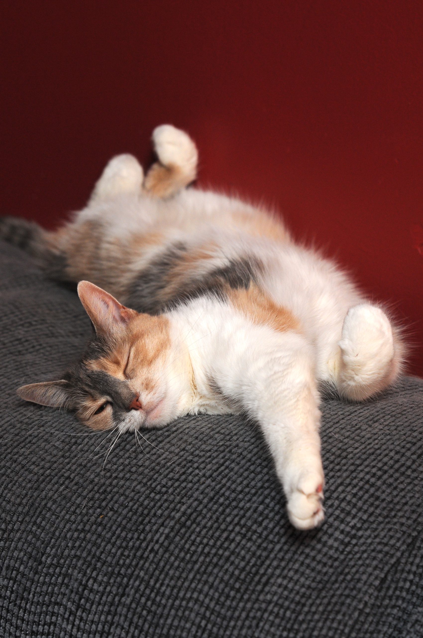 Angel in our Dormont apartment, 2010-11.