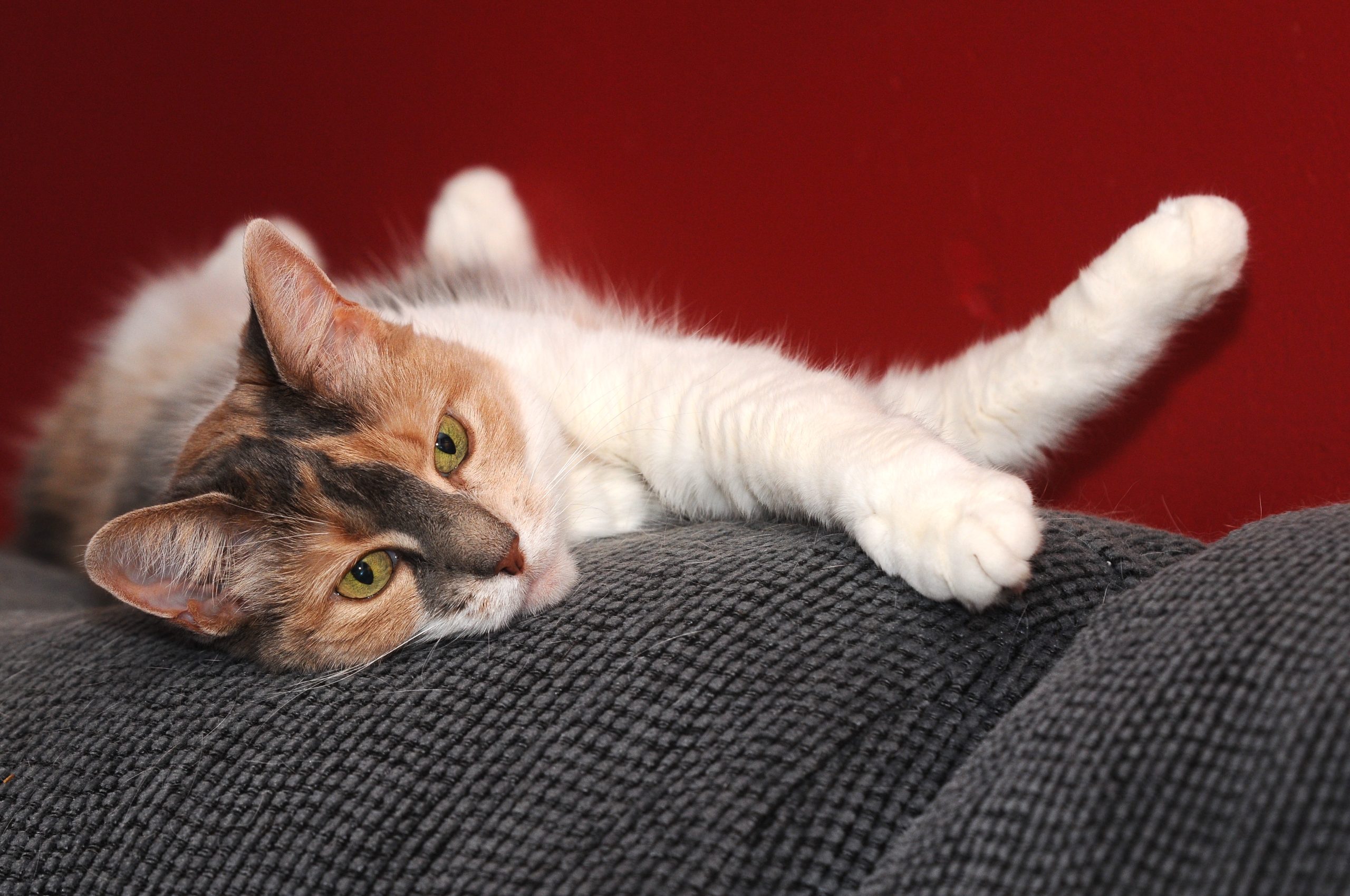 Angel in our Dormont apartment, 2010-11.